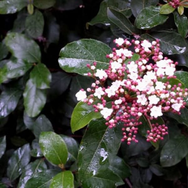 1489061314Laurel-Viburnum-Viburnum-tinus-detail.jpg