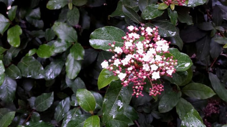 1489061314Laurel-Viburnum-Viburnum-tinus-detail.jpg