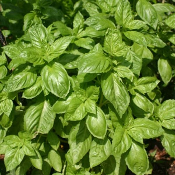 1489074741Sweet-Basil-Ocimum-basilicum-detail-dana.jpg