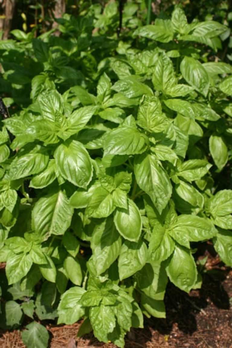 1489074741Sweet-Basil-Ocimum-basilicum-detail-dana.jpg