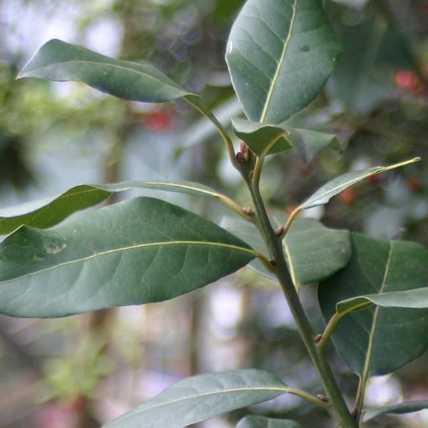 1489074873Bay-Laurel-Laurus-nobilis-detail-leaf.jpg