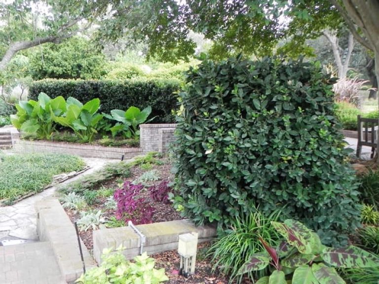 1489074877Bay-Laurel-Laurus-nobilis-form-SABG.jpg