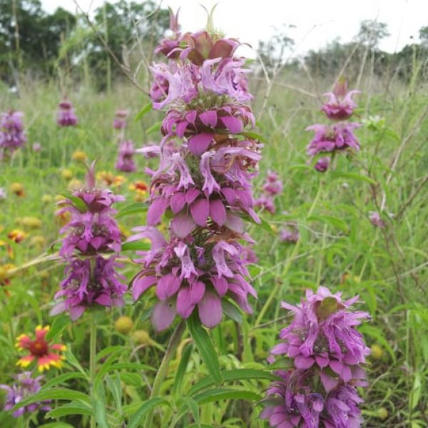 1489074983Bee-Balm-Monarda-citriodora-detail.jpg