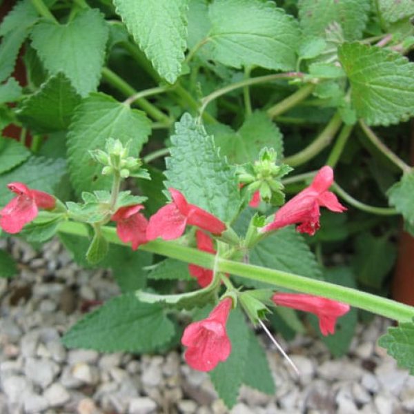 1489075126Texas-Betony-Stachys-coccinea-detail.jpg