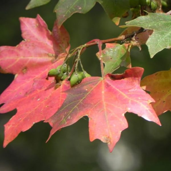 1489075298Maple-bigtooth-acer-grandidentatum-detail.jpg