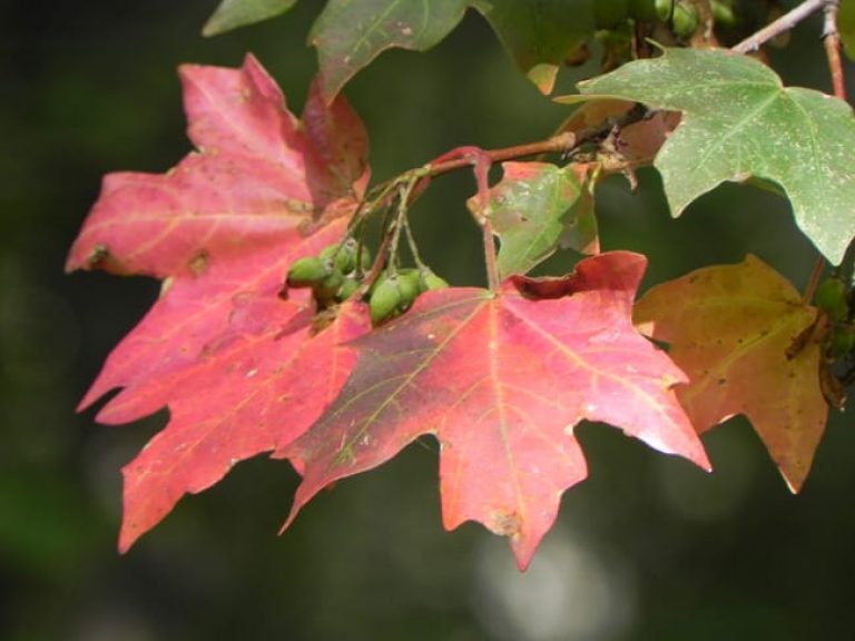 1489075298Maple-bigtooth-acer-grandidentatum-detail.jpg