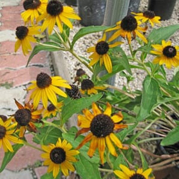 1489075534Black-eyed-Susan-Rudbeckia-sp-Goldsturm-detail-290x290.jpg