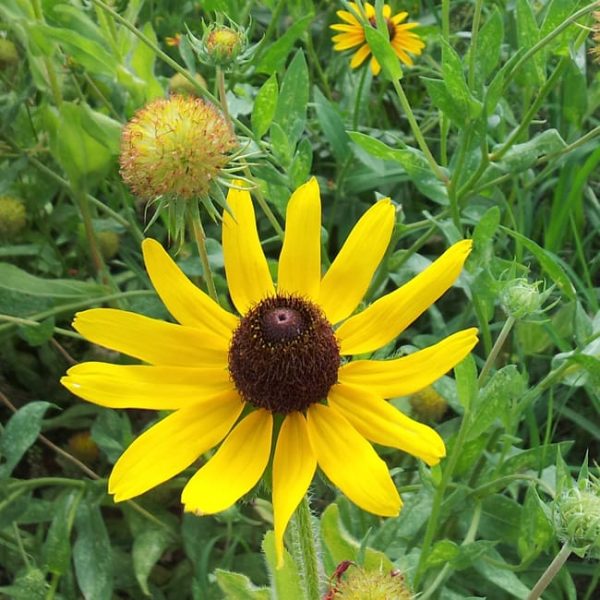 1489075547Black-eyed-Susan-Rudbeckia-sp-detail.jpg