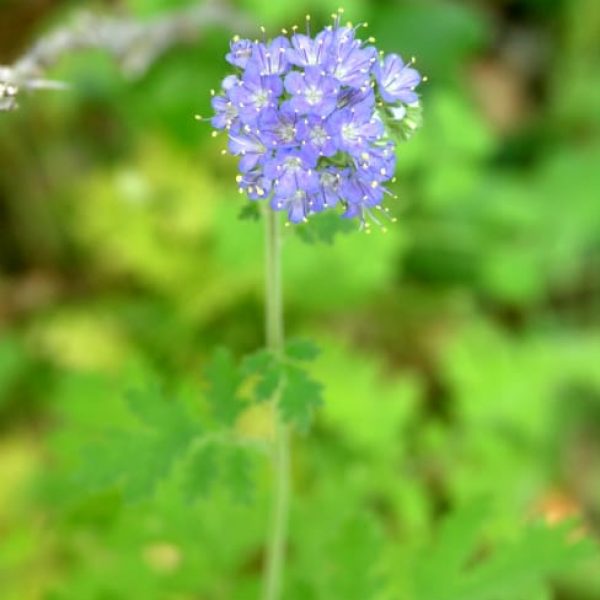 1489075674Blue-curls-Phacelia-congesta-flower-detail.jpg