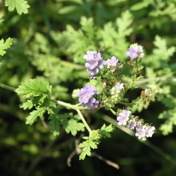 1489075678Blue-curls-Phacelia-congesta-flower-detail3.jpg