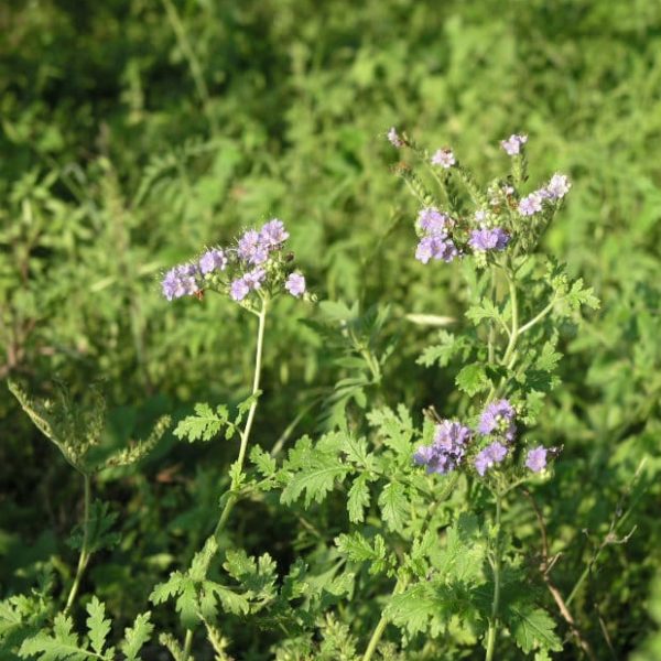 1489075695Blue-curls-Phacelia-congesta-form.jpg