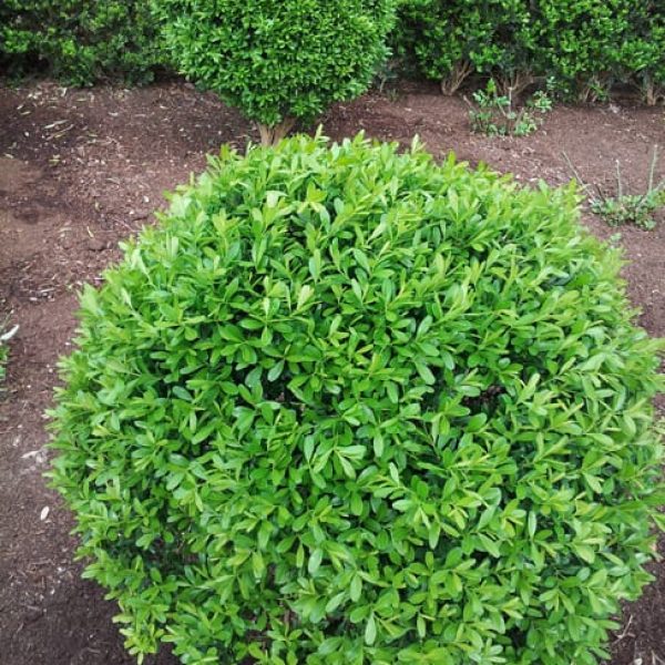 1489075785Boxwood-Japanese-Buxus-microphylla-Winter-Gem-form.jpg