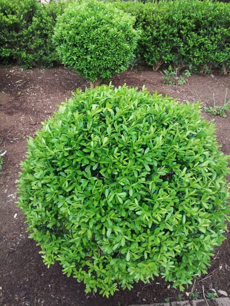 1489075785Boxwood-Japanese-Buxus-microphylla-Winter-Gem-form.jpg