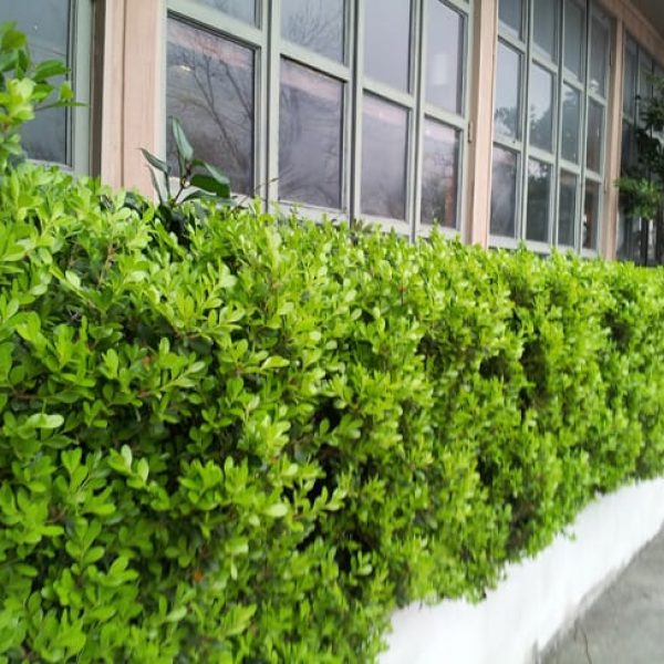 1489075788boxwood-japanese-winter-gem-buxus-microphylla-form-ashby.jpg