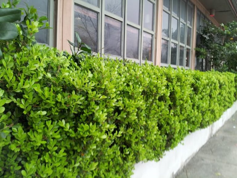 1489075788boxwood-japanese-winter-gem-buxus-microphylla-form-ashby.jpg