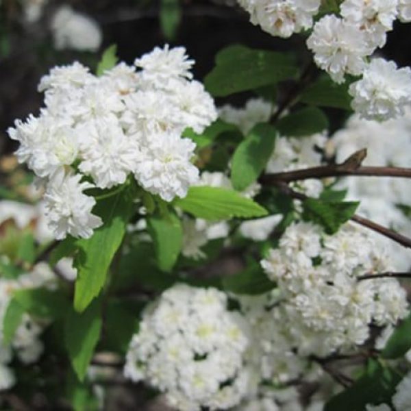 1489075881spiraea-bridal-wreath-spiraea-detail-websized.jpg