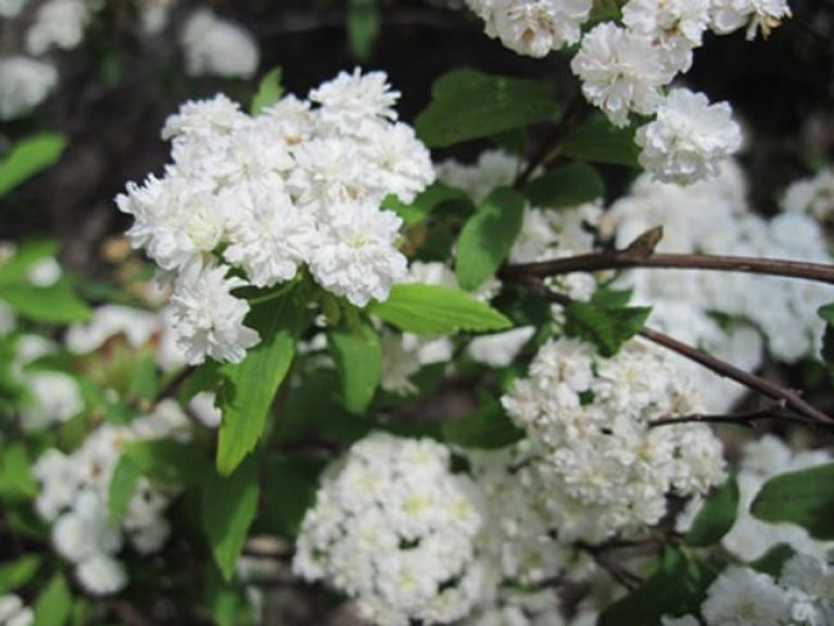 1489075881spiraea-bridal-wreath-spiraea-detail-websized.jpg