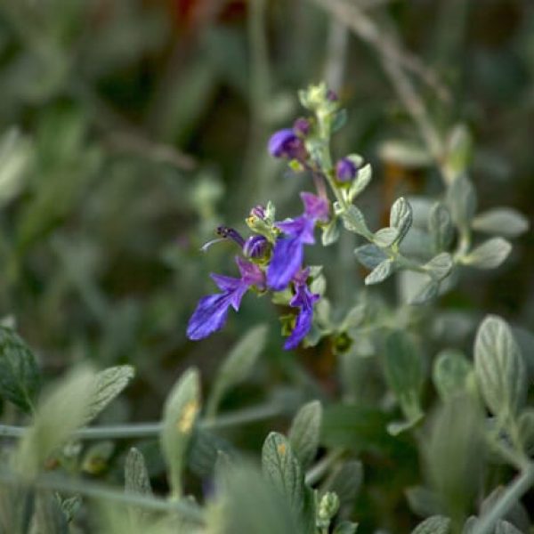 1489075975germander-teucrium-frutescens-detail.jpg