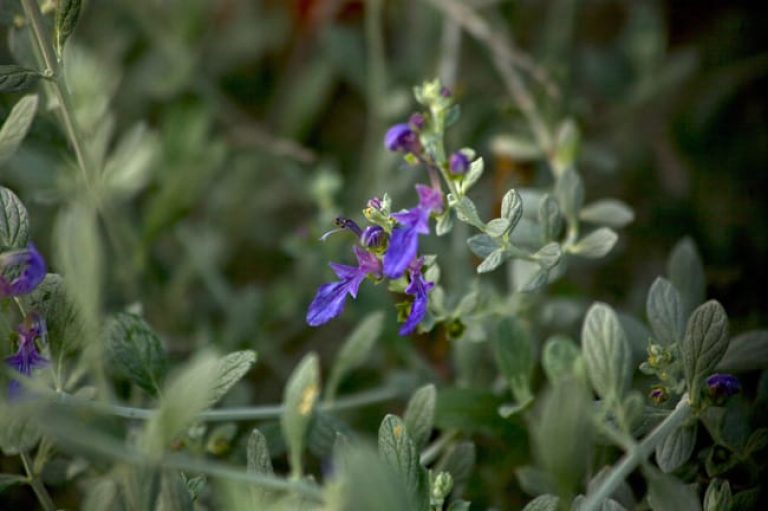 1489075975germander-teucrium-frutescens-detail.jpg