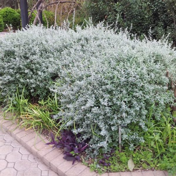 1489075978Germander-Teucrium-frutescens-form-sabg-winter-sacred-garden.jpg