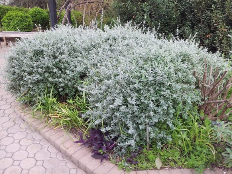 1489075978Germander-Teucrium-frutescens-form-sabg-winter-sacred-garden.jpg