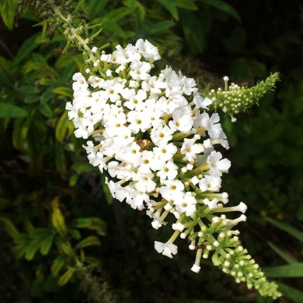 1489076082Butterfly-Bush-Buddleja-davidii-flower-detail.jpg