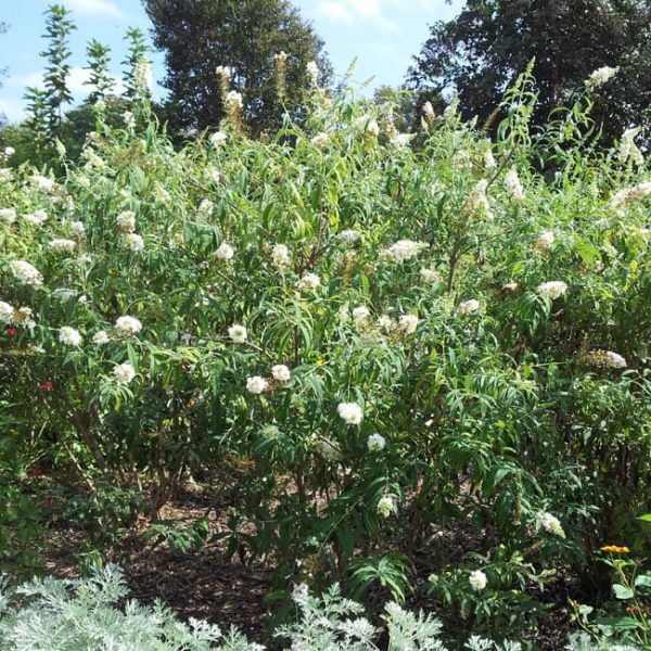 1489076085butterfly-bush-buddleja-davidii-20121025-form.jpg