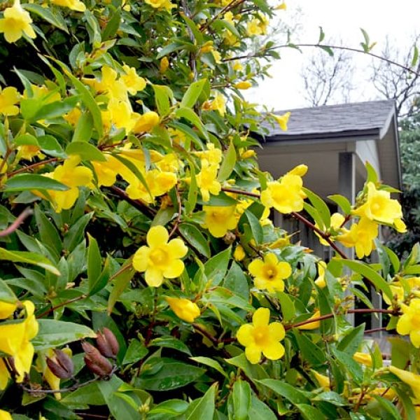 1489076660Carolina-Jessamine-Gelsemium-sempervirens-detail-flower.jpg