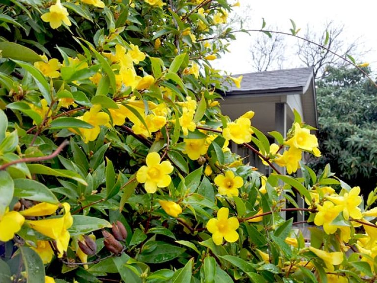 1489076660Carolina-Jessamine-Gelsemium-sempervirens-detail-flower.jpg