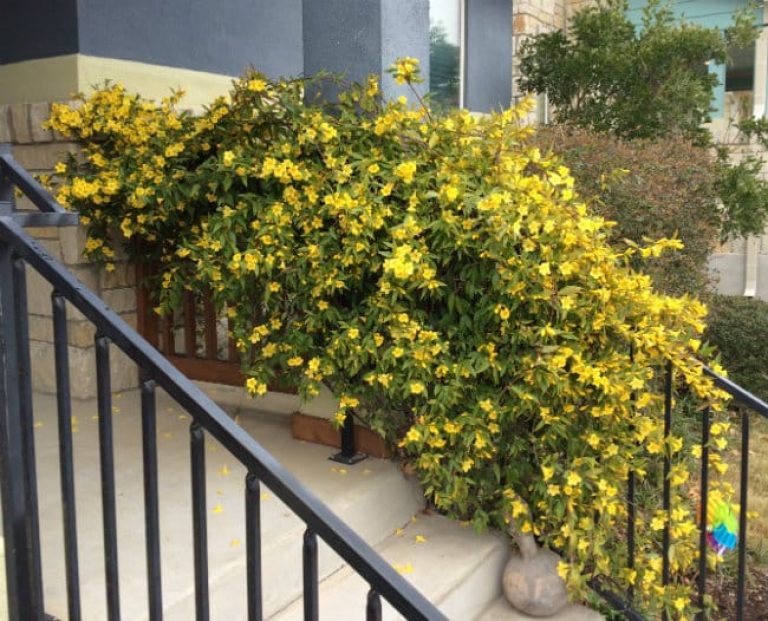 1489076668Carolina-jessamine-Gelsemium-sempervirens-form-Feb15.jpg