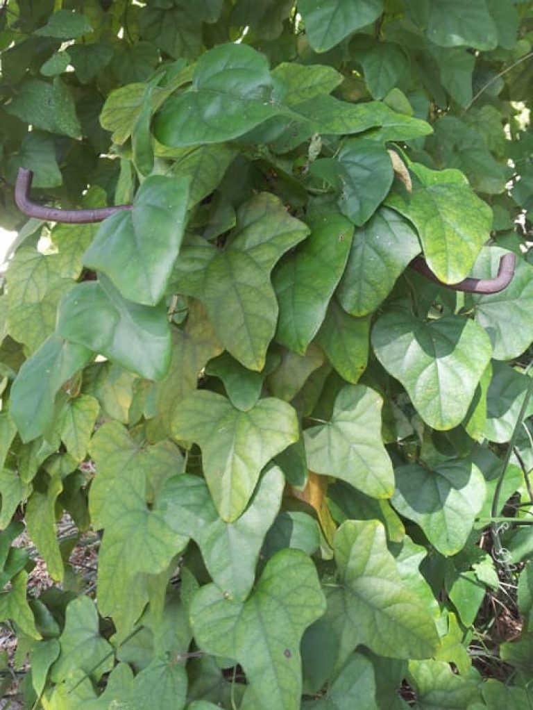 1489076794Carolina-Snailseed-Cocculus-carolinus-leaf-detail.jpg