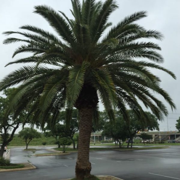 1489077184Canary-Island-Date-Palm-Phoenix-canariensis-form.jpg