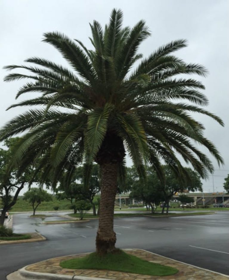 1489077184Canary-Island-Date-Palm-Phoenix-canariensis-form.jpg