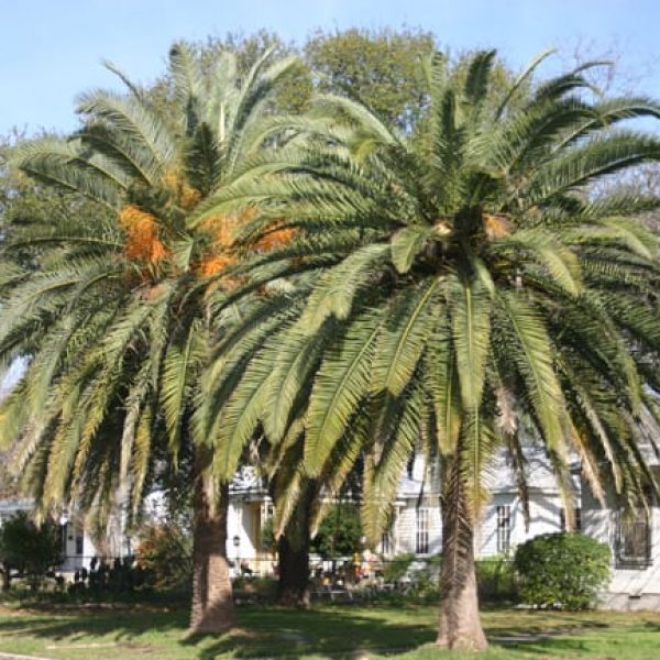 1489077187Date-Palm-Phoenix-dactylifera-form.jpg