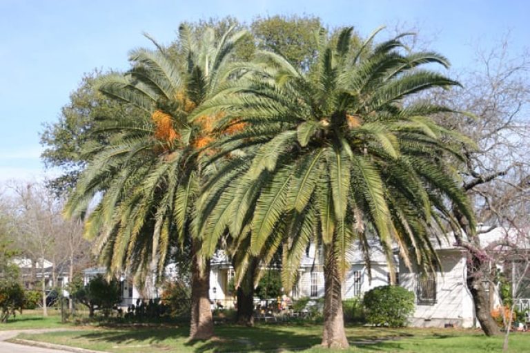 1489077187Date-Palm-Phoenix-dactylifera-form.jpg