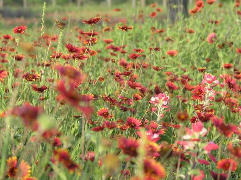 1489077887gaillardia-P1010617.JPG