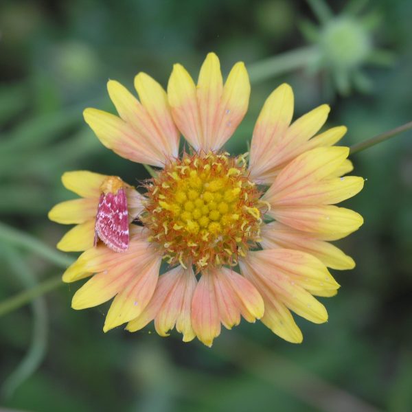 1489077917orange-gaillardia-P1010815.JPG