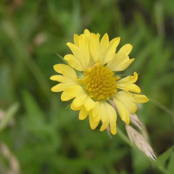 1489077960yellow-gaillardia-P1010821.JPG