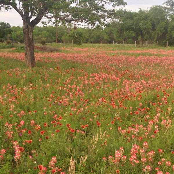 1489078064Indian-Paintbrush-Castilleja-indivisa-field8.JPG