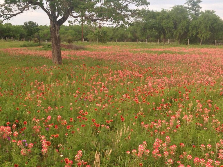 1489078064Indian-Paintbrush-Castilleja-indivisa-field8.JPG