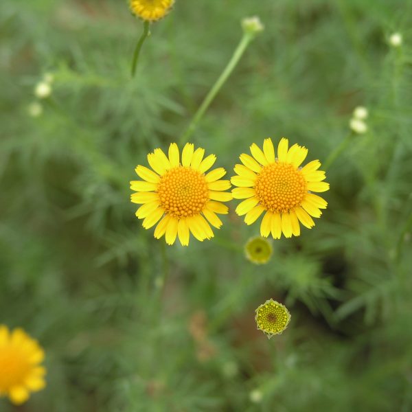 1489078378Texas-Bristleleaf-Thymophylla-tenuiloba-var-texana-bloom-detail.JPG