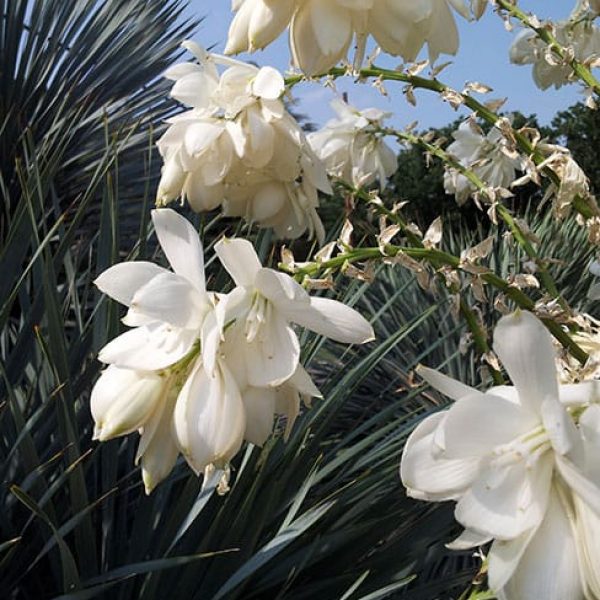 1489091409yucca-thompsons-yucca-thomponiana-detail.jpg