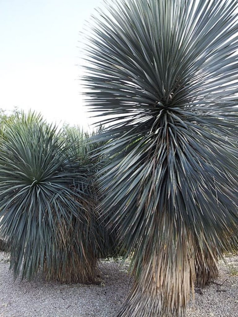 1489091414yucca-thompsons-yucca-thomsoniana-form.jpg