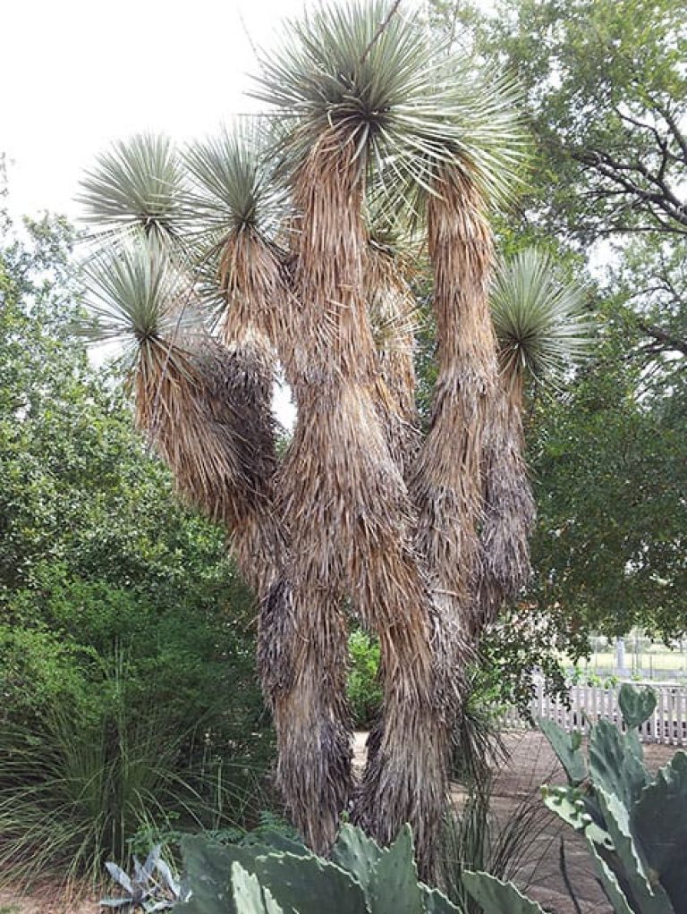1489091420Yucca-Thompsons-Yucca-thomsoniana-form.jpg