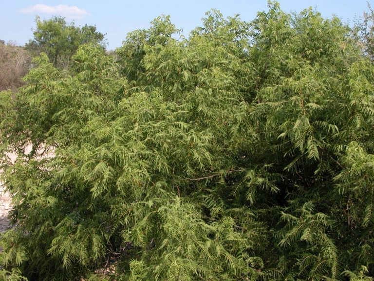 1489093378little-walnut-tree.jpg