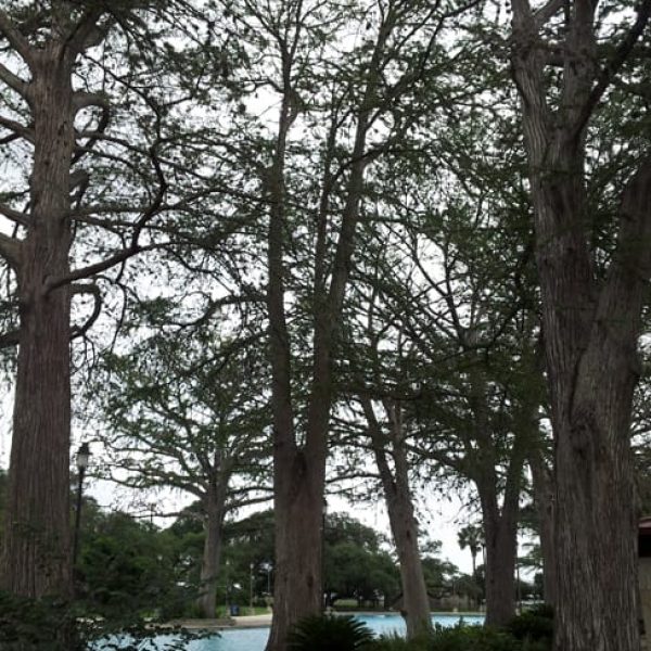 1489167556Bald-cypress-Taxodium-distichum-form-San-Pedro-Park-7-2014.jpg