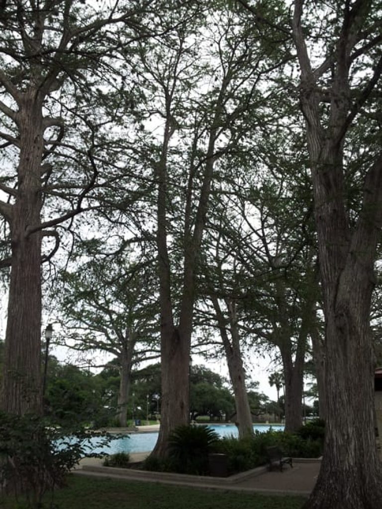 1489167556Bald-cypress-Taxodium-distichum-form-San-Pedro-Park-7-2014.jpg