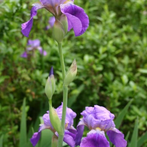 1489173317Iris-Bearded-Iris-germanica-detail-flower.jpg