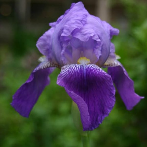 1489173348Iris-bearded-Iris-germanica-detail-flower-1.jpg