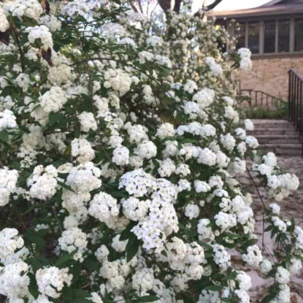 1489173486Bridal-wreath-spiraea-Spiraea-cantoniensis-detail-flowering-4-2015-BMW.jpg